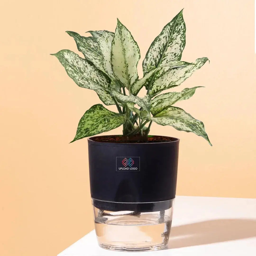Aglaonema Snow White Plant Black Main image