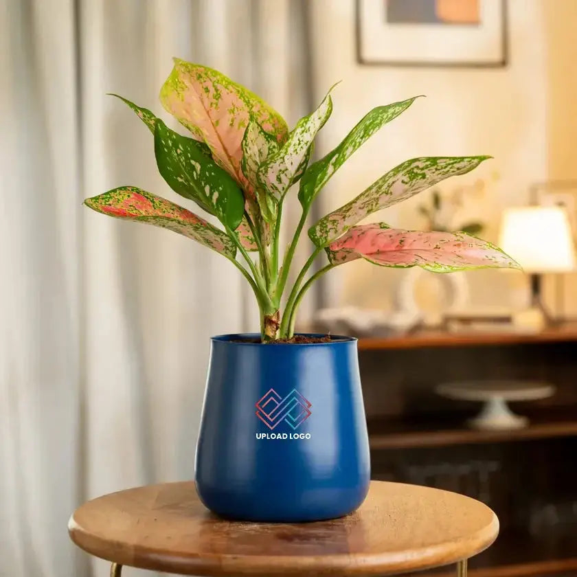 Aglaonema Pink Valentine Plant in a blue pot, a stylish indoor plant that enhances home decor and symbolizes prosperity and wellness.