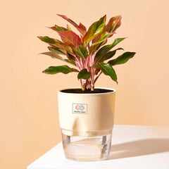 Aglaonema Lipstick Plant Cream