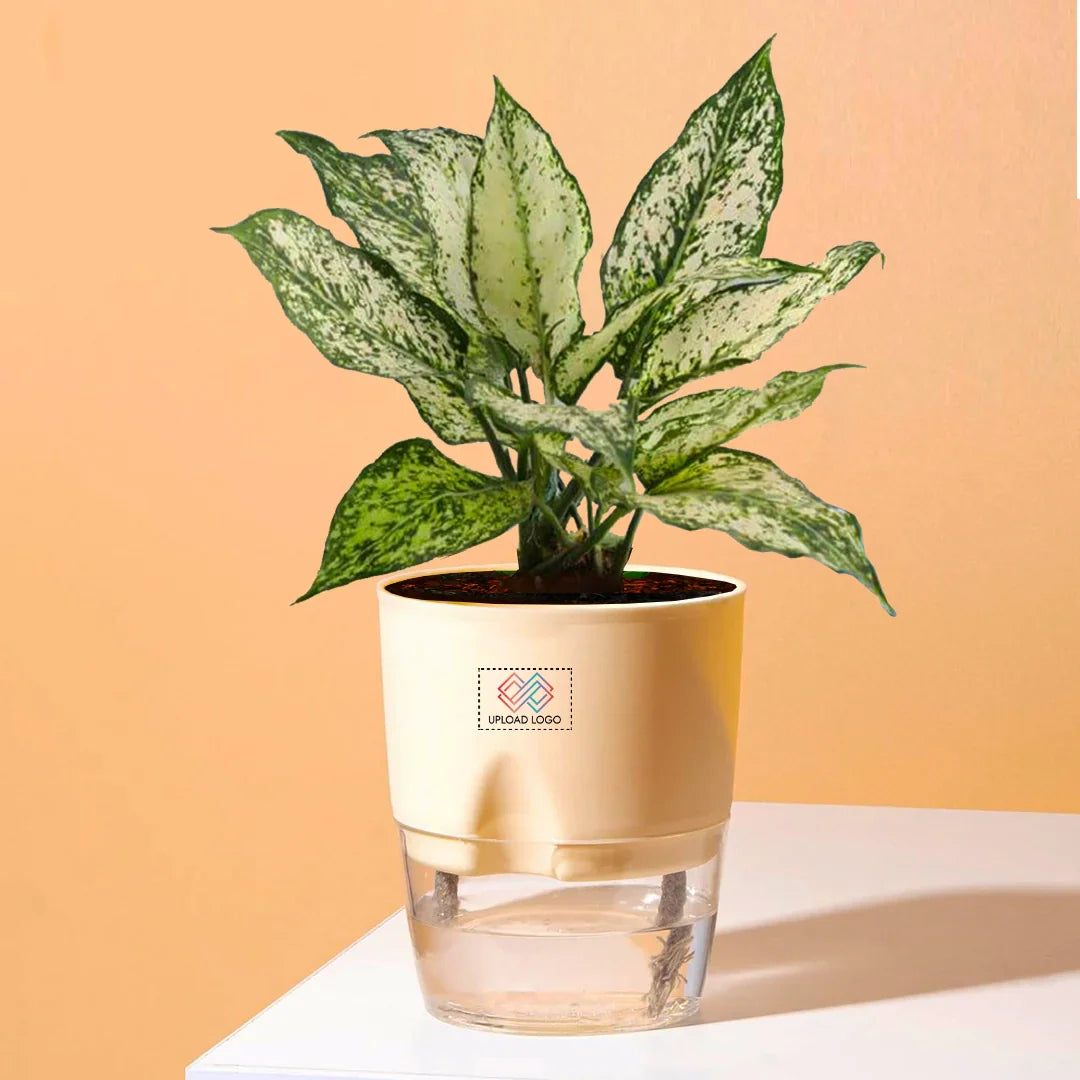 Aglaonema Snow White Plant Cream