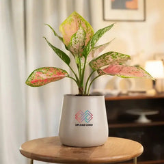 Potted plant with a white pot featuring a logo on a wooden table.