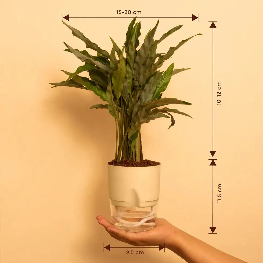 Calathea Triostar Plant
