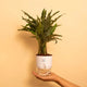 Calathea Triostar Plant White