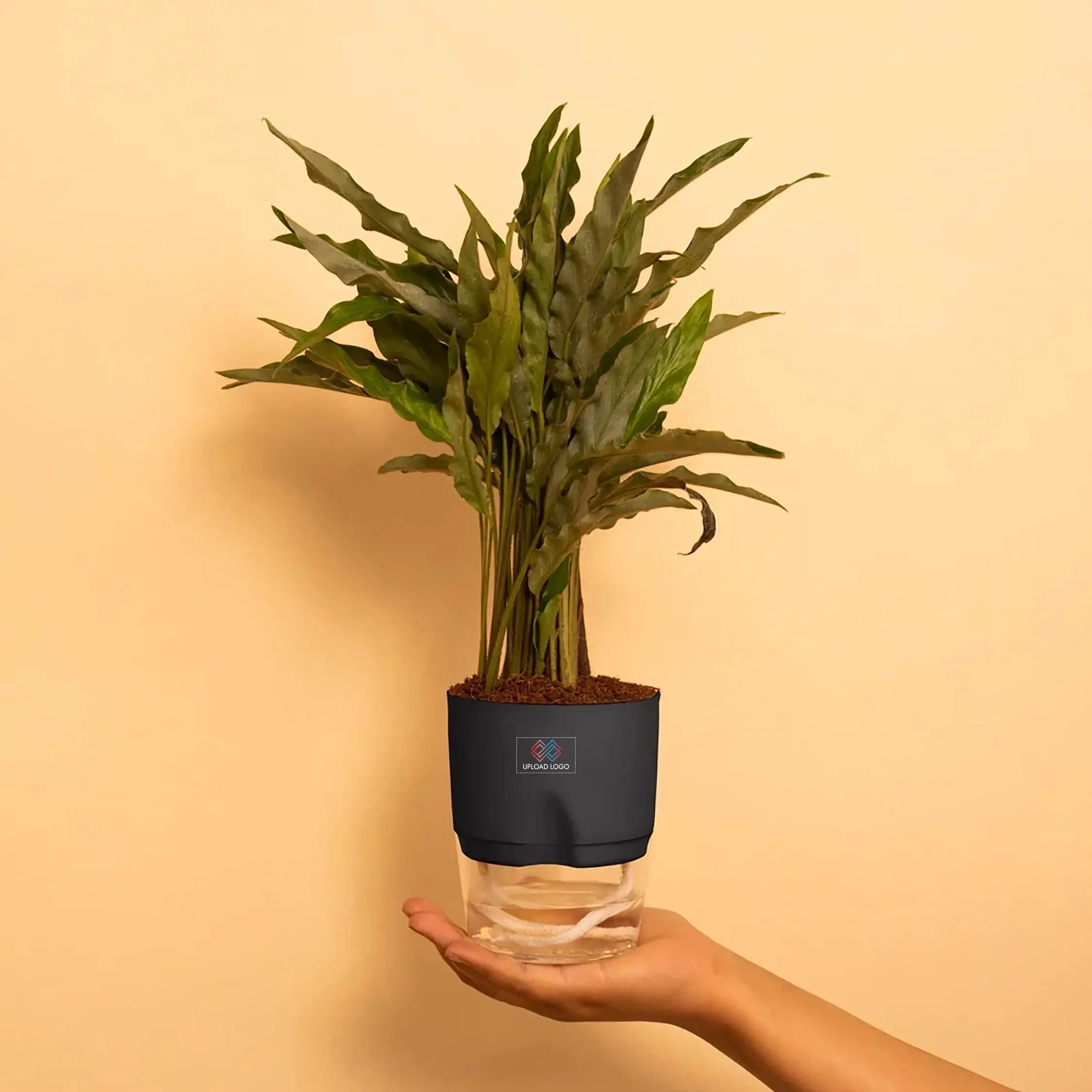 Calathea Triostar Plant Black Main image
