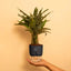 Calathea Triostar Plant Black