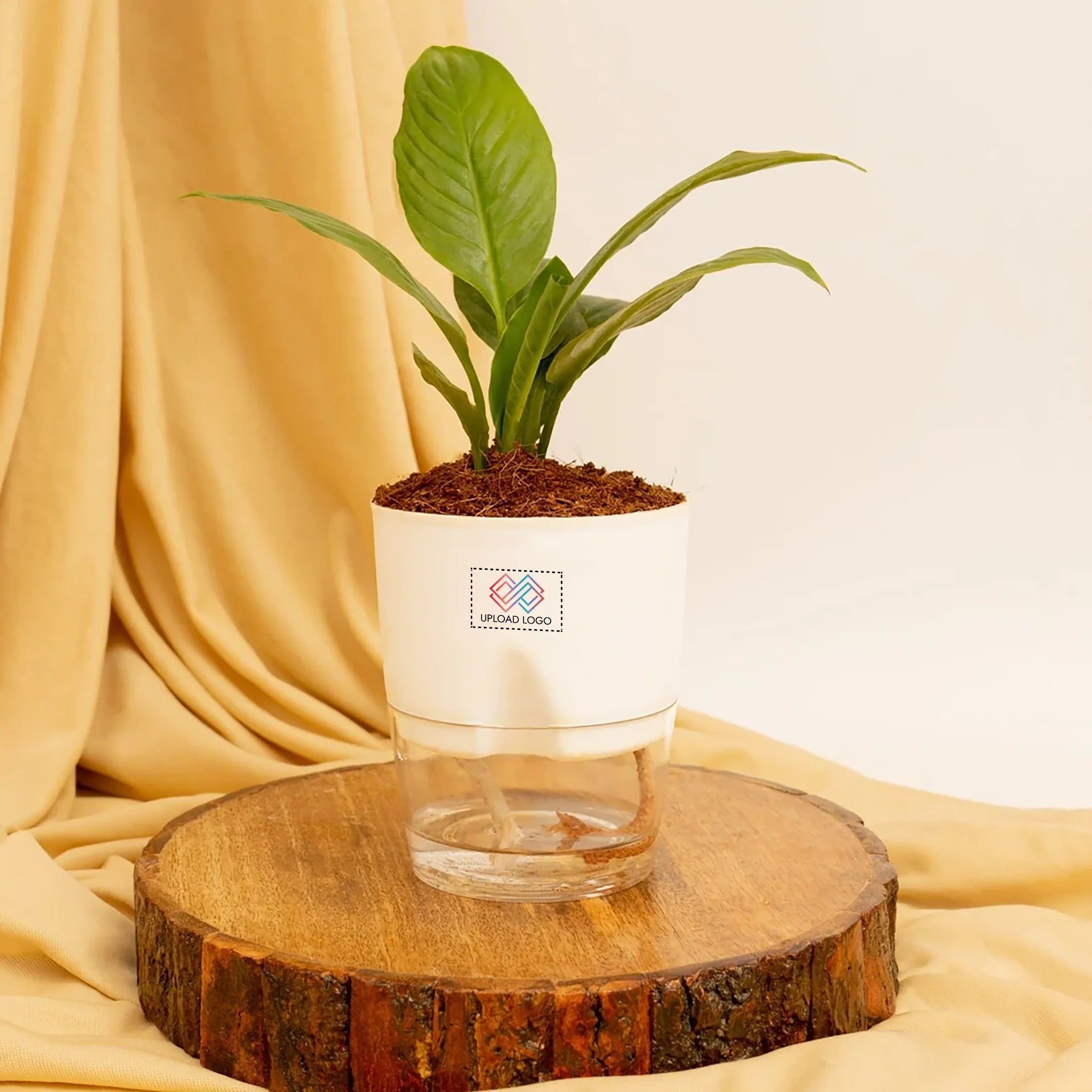 Peace Lily Plant White