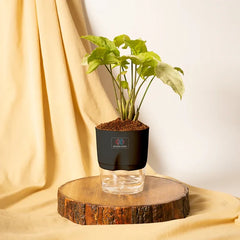Syngonium Pixie White Plant Black