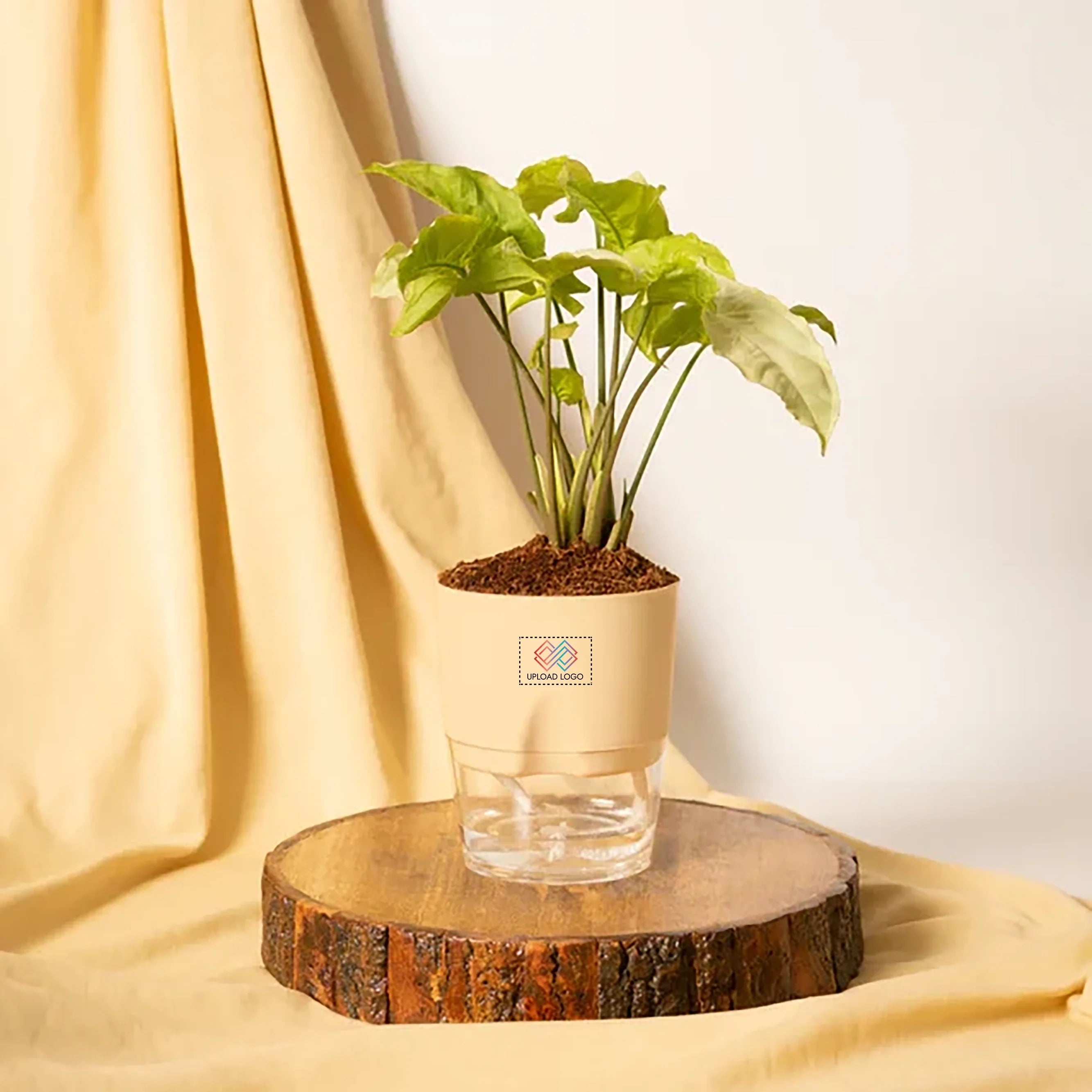 Syngonium Pixie White Plant Cream