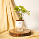 Syngonium Pixie White Plant White