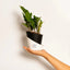 ZZ-Zamia Green Plant Black