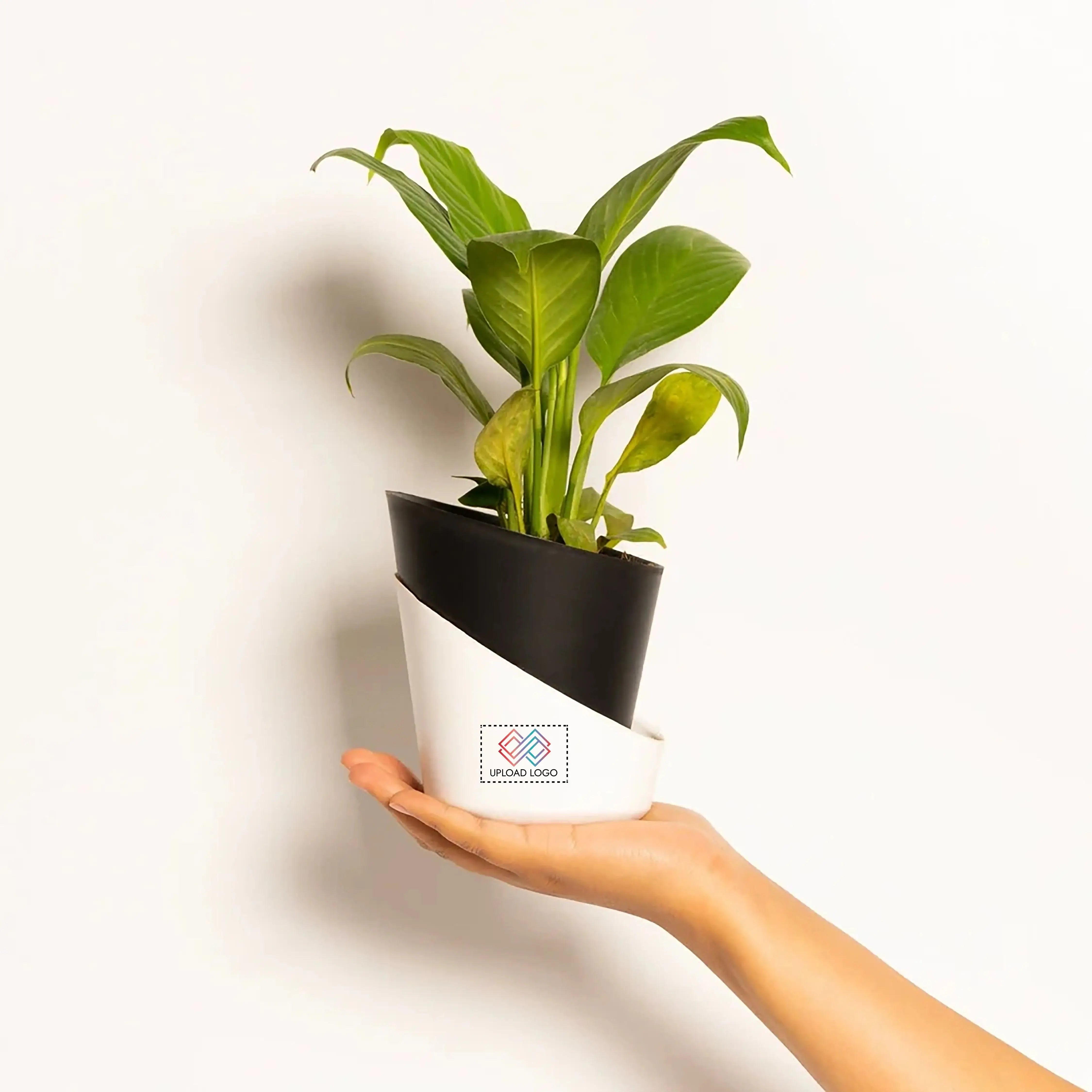 Peace Lily Plant Black Main image