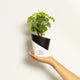 Aralia Green Plant Black
