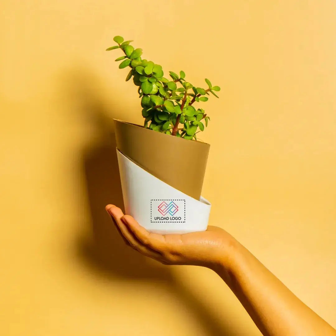 Grow Together Lucky Jade Plant Brown Main image