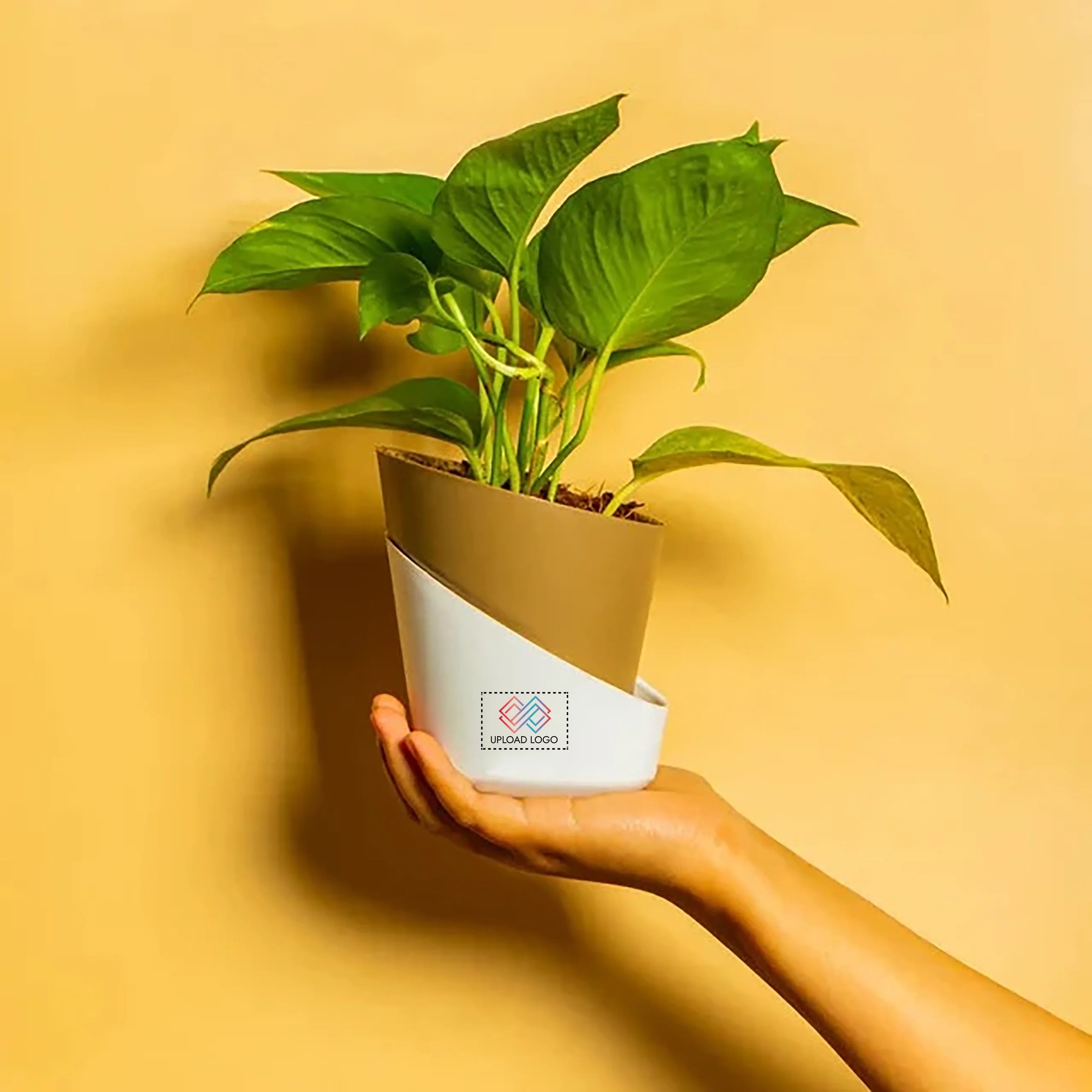 Money Plant Variegated Brown