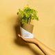 Aralia Green Plant Brown