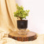 Lucky Jade Plant Black