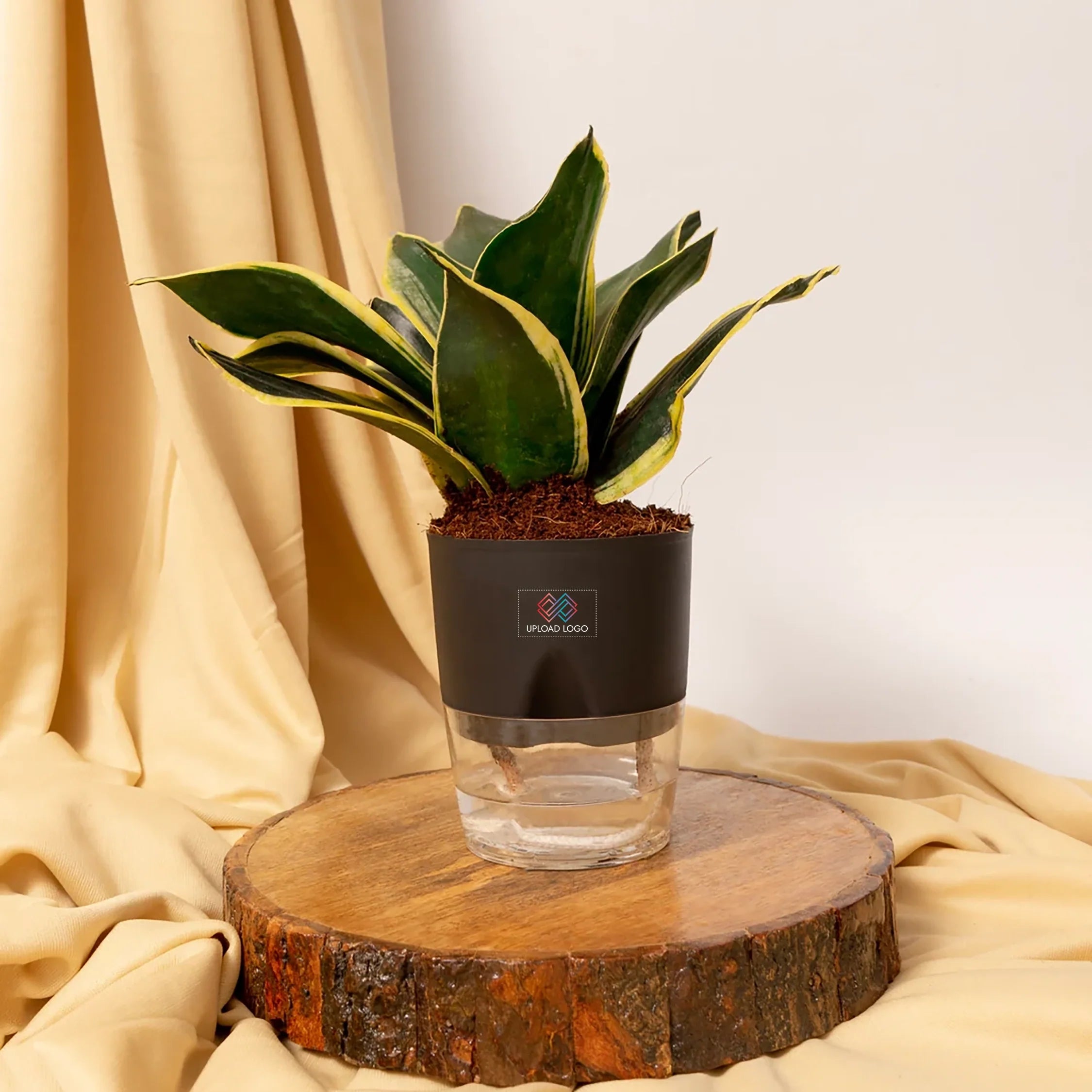 Golden Hahnii Snake Plant Black