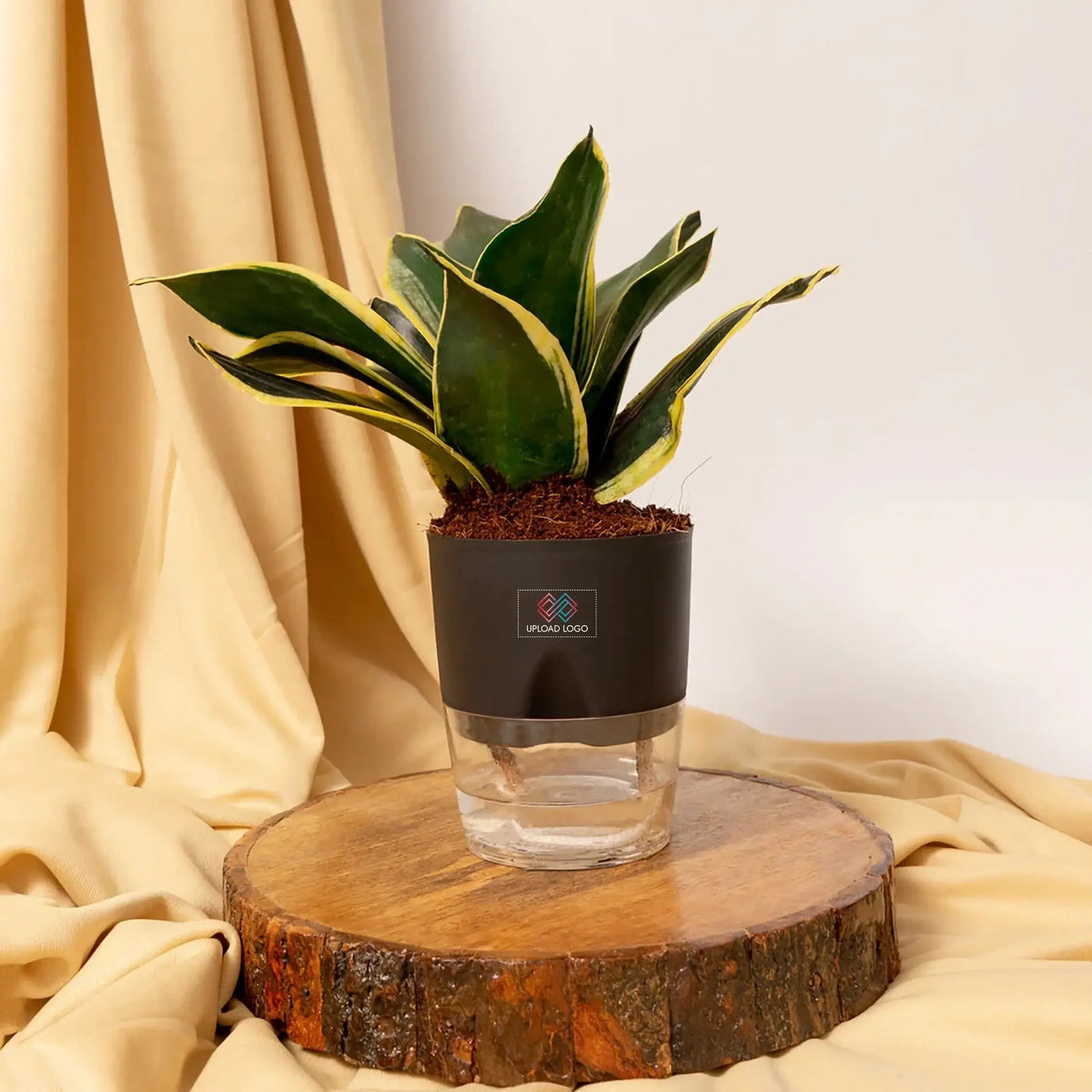 Golden Hahnii Snake Plant Black