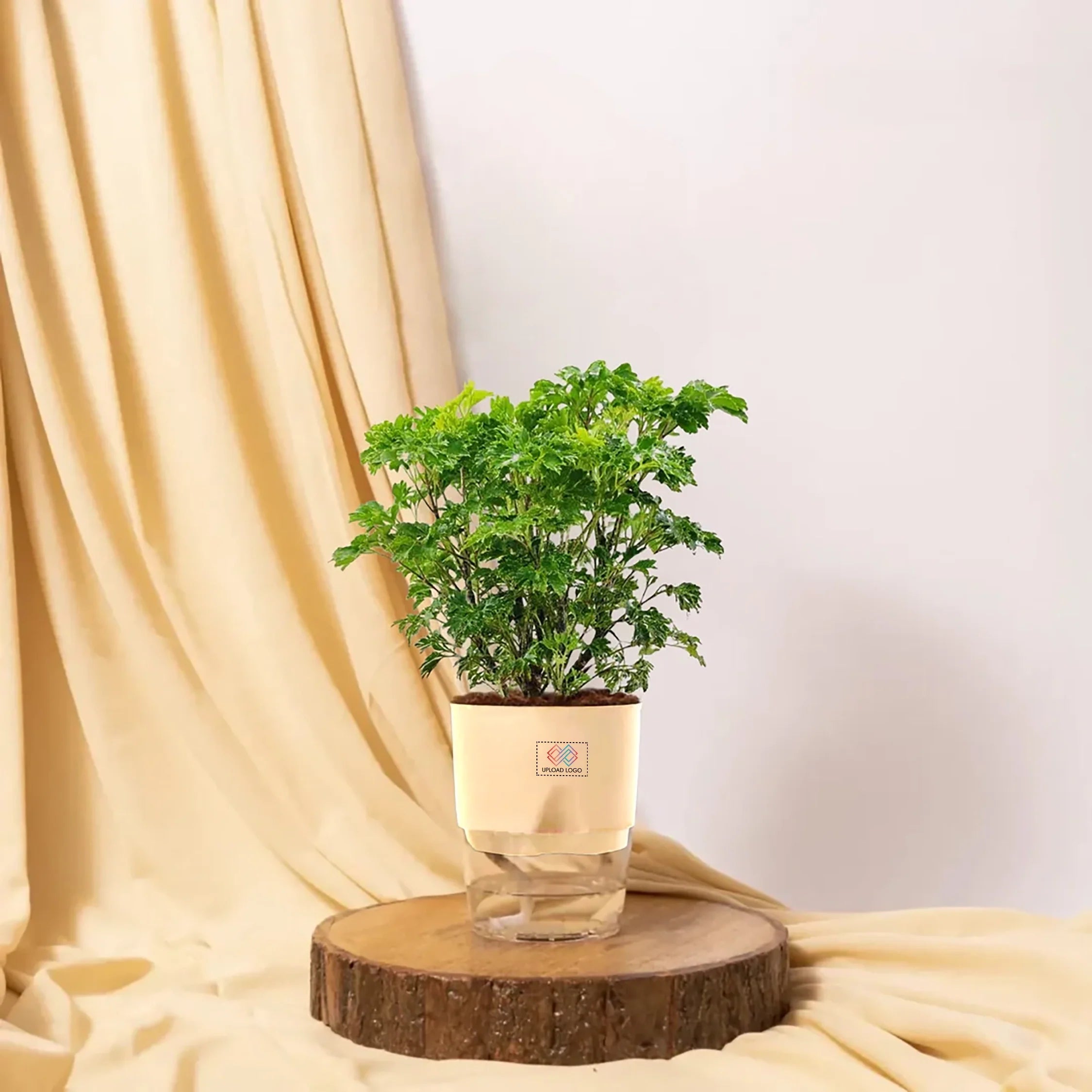 Aralia Green Plant Cream
