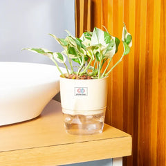 Money N Joy Plant