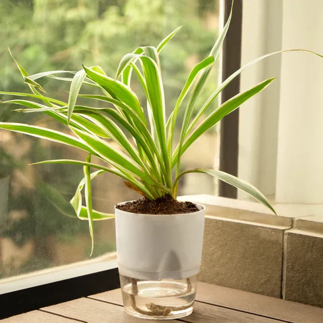Spider Plant White