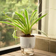 Spider Plant White
