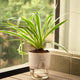 Spider Plant Cream