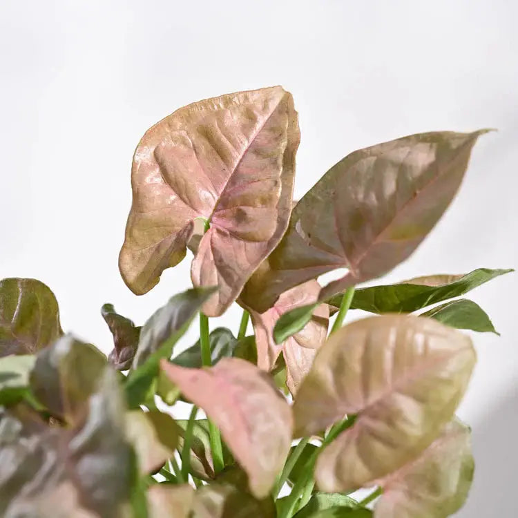 Close-up of a plant with pink and green leaves on a light background