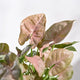 Close-up of a plant with pink and green leaves on a light background