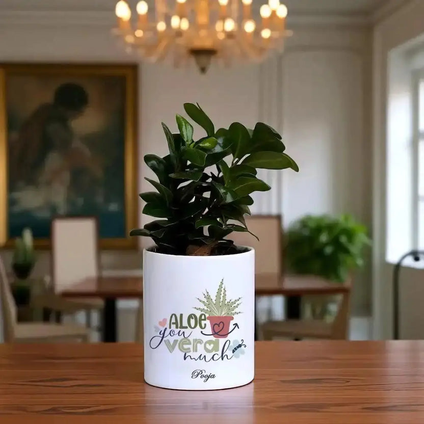 Personalised Ficus Compacta plant in a white ceramic pot with 'Aloe you vera much' message, ideal compact bonsai gift for home or office decor. Main image