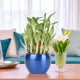Lucky Bamboo Plant Gift in vibrant blue planter, perfect indoor potted houseplant for home or office to attract good fortune and peace.