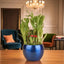WellKnown Feng Shui 2 Layer Bamboo Plant in glossy blue vase placed on wooden table, ideal for home or office decor and indoor plant gifting.