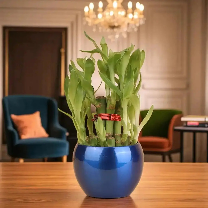 WellKnown Feng Shui 2 Layer Bamboo Plant in glossy blue vase placed on wooden table, ideal for home or office decor and indoor plant gifting. Main image