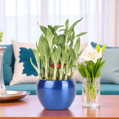 Lucky Feng Shui Bamboo Plant Vase with 2-layer stalks in blue ceramic pot, styled on a living room table for home decor or birthday plant gift.