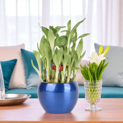 Low-maintenance Feng Shui Bamboo Plant in blue vase, perfect for compact spaces, shown on table with flower vase in modern living room setup.