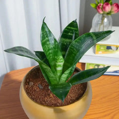 Close-up of a healthy Sansevieria plant in a golden pot, included in the Personalized Mothers Day Magnet and Plant Combo gift set.