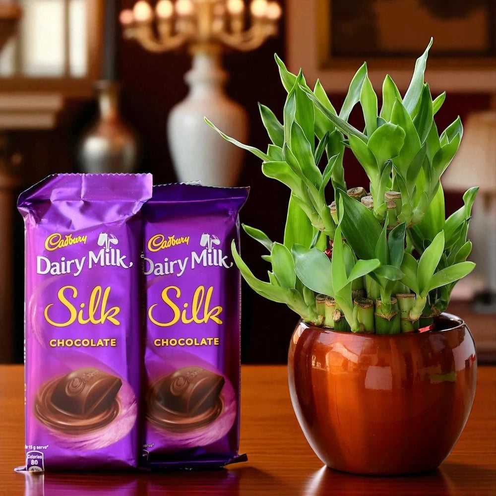 Bamboo Plant Elegance - Lucky Bamboo Gift Set with Dairy Milk Silk chocolates in a glossy brown pot, ideal for home decor and gifting. Main image