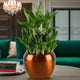 Lucky Bamboo Plant in a shiny brown ceramic pot, perfect for indoor decoration and gifting in the Bamboo Plant Elegance gift set.