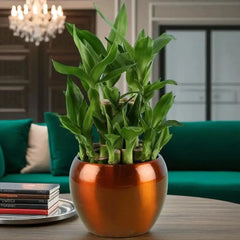 Lucky Bamboo Plant in a shiny brown ceramic pot, perfect for indoor decoration and gifting in the Bamboo Plant Elegance gift set.