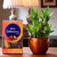 Lucky Bamboo Gift Combo with Cadbury Celebrations box in a glossy brown ceramic pot, ideal for home decor and festive gifting.