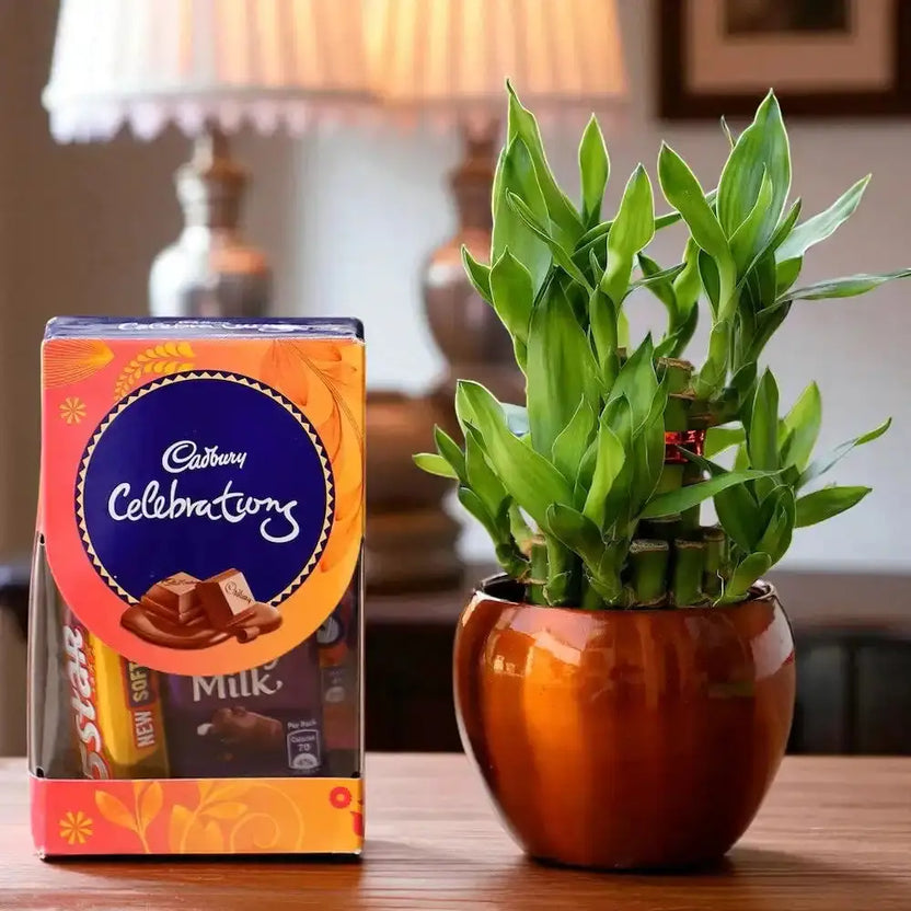 Lucky Bamboo Gift Combo with Cadbury Celebrations box in a glossy brown ceramic pot, ideal for home decor and festive gifting. Main image
