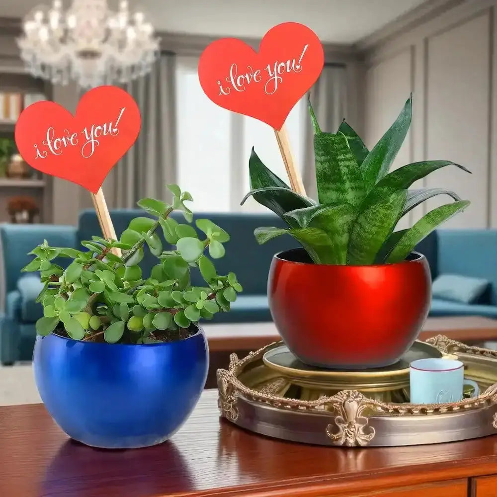 Valentine Snake and Jade Plant Combo in red and blue metallic pots with heart-shaped 'I Love You' tags. Ideal indoor gift for home or office decor. Main image