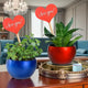 Valentine Snake and Jade Plant Combo in red and blue metallic pots with heart-shaped 'I Love You' tags. Ideal indoor gift for home or office decor.