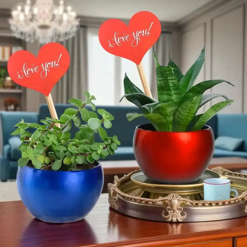 Valentine Snake and Jade Plant Combo in red and blue metallic pots with heart-shaped 'I Love You' tags. Ideal indoor gift for home or office decor. Main image