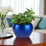 Jade plant in a vibrant blue pot, a thoughtful Valentine's gift. Low-maintenance potted houseplant for home or office decoration.
