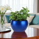 Jade plant in a vibrant blue pot, a thoughtful Valentine's gift. Low-maintenance potted houseplant for home or office decoration.