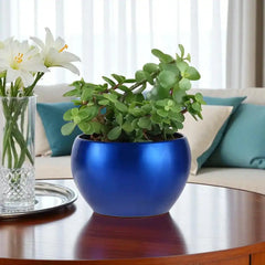 Love Filled Snake and Jade Plant Valentine Combo