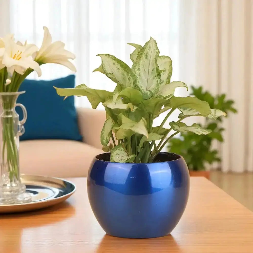 Air-purifying African Evergreen Syngonium Plant in blue metal planter, perfect for indoor spaces like living rooms or desks.