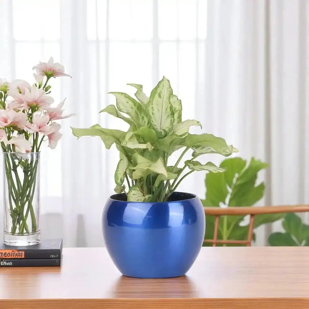 African Evergreen Syngonium Plant in glossy blue metal pot on wooden table, ideal air-purifying houseplant for home or office decor. Main image