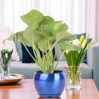 Low-maintenance Green Money Plant in 3-inch blue metal planter, perfect for tabletops in living rooms or workspaces. Enhances home and garden decor.